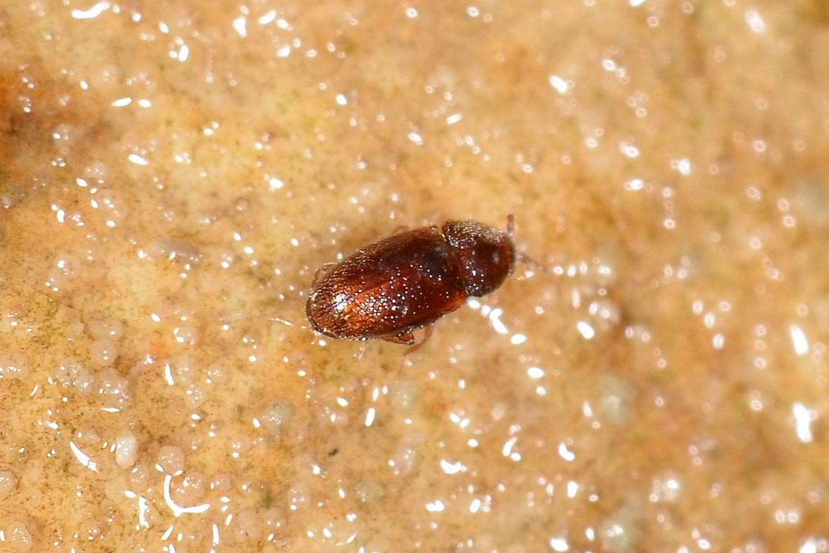 possibile Atomaria sp. (Chryptophagidae)